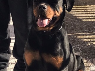 Cuccioli Rottweiler