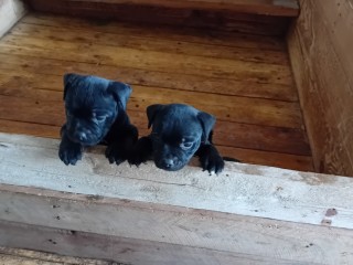 Cuccioli di staffordshire bull terrier