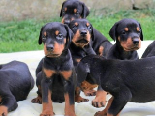 Doberman cuccioli