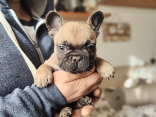 Cuccioli di Bouledogue Francese