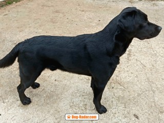 Labrador maschio nero