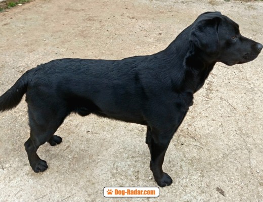 Labrador maschio nero
