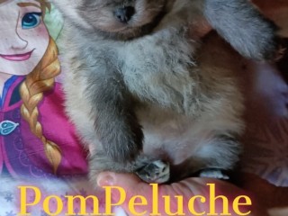 CUCCIOLINI SPITZ VOLPINO DI POMERANIA NANO