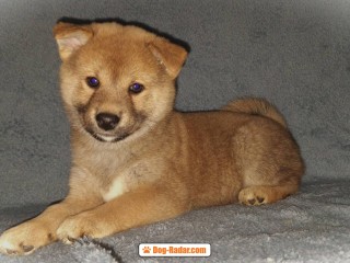 Shiba Inu cuccioli in vendita