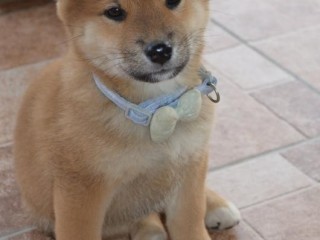 Shiba Inu bellissimi cuccioli