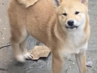 Shiba inu cuccioli