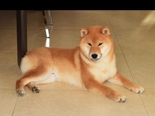 Shiba inu con riproduzione selezionata