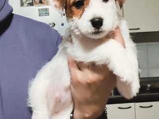 Cuccioli di jack Russell terrier con pedigree