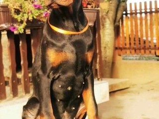 Dobermann cucciolo in vendita