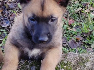 Malinois belga cuccioli