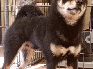 Shiba Inu maschio black&tan