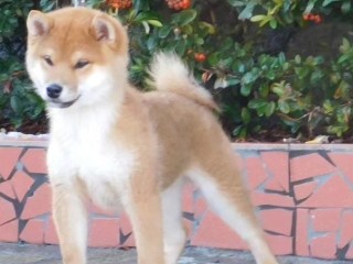 Splendido Cucciolo di Shiba Inu da Allevamento E.N.C.I.