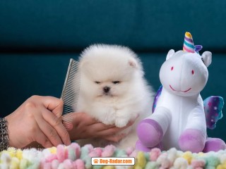 Cuccioli di Volpino di Pomerania