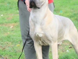 Cane Corso cuccioli in vendita