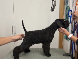 Mini schnauzer maschio