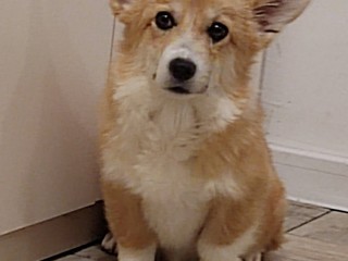 Corgi gallese Pembroke cuccioli