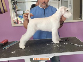 Schnauzer bianco nano bellissimi cuccioli