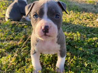 Cuccioli Amstaff blue