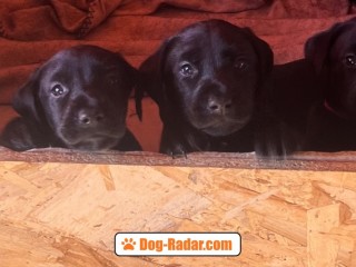 Cuccioli di Labrador Retriever con Pedigree