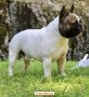 cuccioli-di-bulldog-francese-small-3