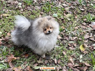 Allevamento Spitz tedesco nano (Volpino Pomerania) e Spitz Piccolo