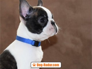 Boston Terrier cuccioli