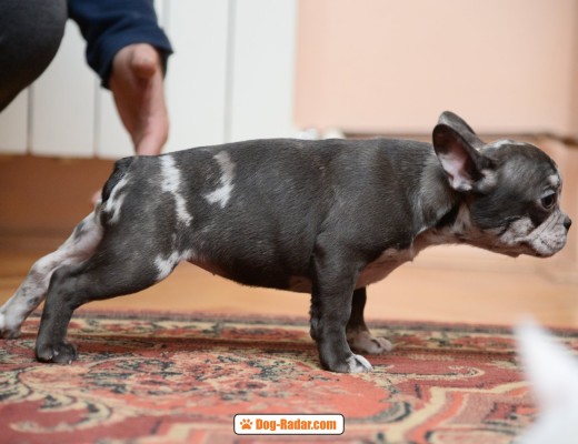 Bulldog francese Cuccioli ESOTICI in vendita