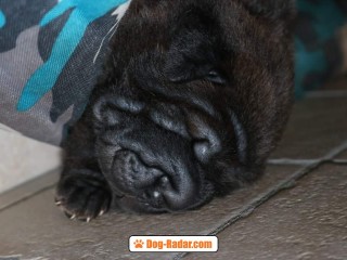 Cucciolo sharpei 2 mesi