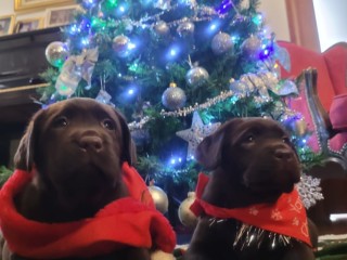 CUCCIOLI LABRADOR CHOCOLATE