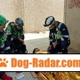 addestramento-cani-lupi-grigi-cinofili-da-soccorso-asd-small-4