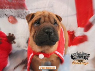 Shar Pei cuccioli alta genealogia