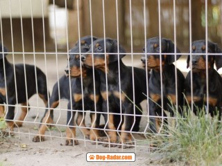 Dobermann cuccioli