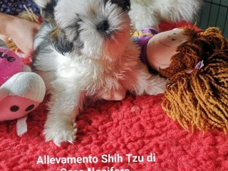 Cuccioli di Shih Tzu con Pedigree Enci