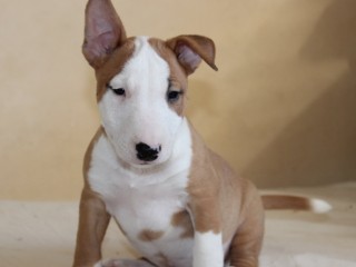 Mini Bull Terrier cuccioli