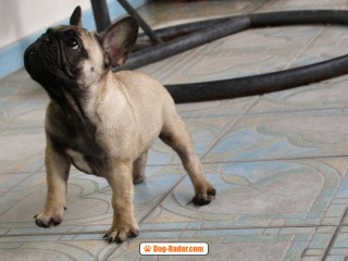 Cucciole di bouledogue francese con pedigree enci