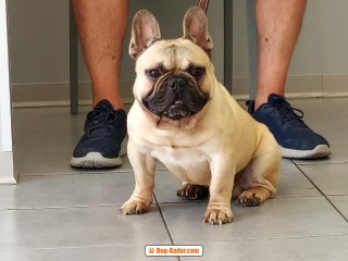 Bulldog Francese