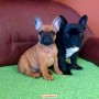 bulldog-francese-cuccioli-small-1