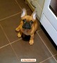 bulldog-francese-cuccioli-small-2
