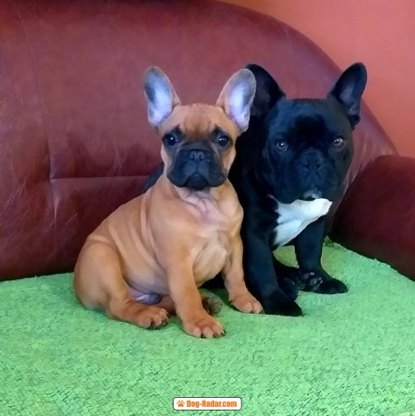 bulldog-francese-cuccioli-big-1