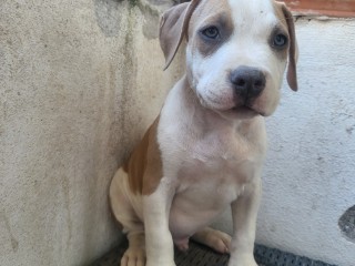 American bully