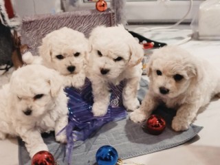 Bichon Frise cuccioli in vendita