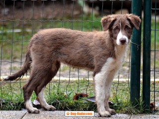 Cucciola di Border Collie con pedigree