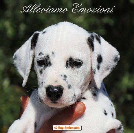 Splendidi cuccioli dalmata con prestigioso pedigree, Castrolibero