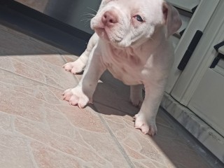 American bully exotic