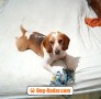 beagle-puro-marcus-2-anni-small-0