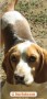 beagle-puro-marcus-2-anni-small-2