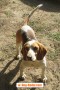 beagle-puro-marcus-2-anni-small-3