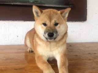 Shiba Inu cuccioli