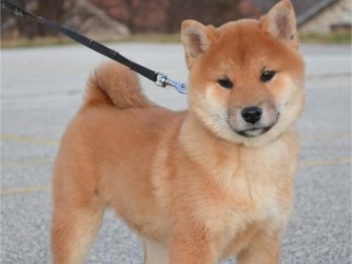 Shiba Inu cuccioli in vendita