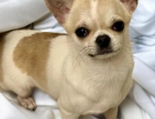 Chihuahua maschio pelo corto